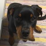 Profile Picture of Michael Weidenmann (@eiermann69) on Instagram