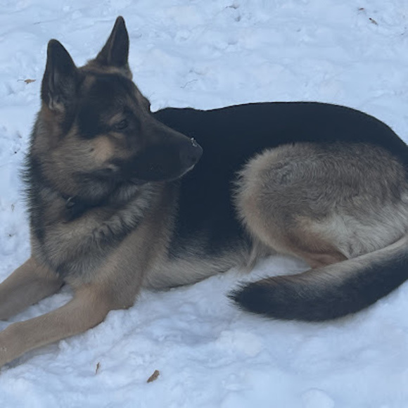 Profile Picture of Jose Cantoran (@josecantoran28) on Poshmark