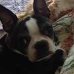 Profile Picture of Amy Chaisson (@zippiecat) on Instagram