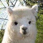 Profile Picture of Anna M Kellar (@annameriek) on Instagram