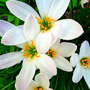 Profile Picture of Sylvia Rivera (@sylviarivera776) on Youtube