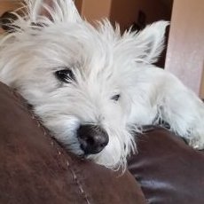 Profile Picture of Lori Compton (@LoriCom36474440) on Twitter