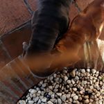 Profile Picture of Rusty_Roxy_🐶🐶 (@rusty_roxy_babys) on Instagram