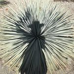 Profile Picture of eva parr (@common__loon) on Instagram