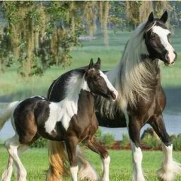 Profile Picture of Marcia Watchman (@mjwatchman69) on Poshmark