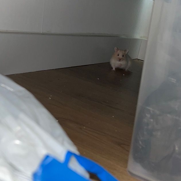 Profile Picture of Lucia Madrigal (@luciiiamadrigal) on Tiktok