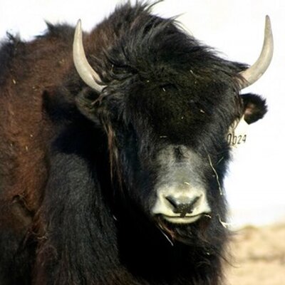Profile Picture of Darren Austin Felts (@Immaturity101) on Twitter