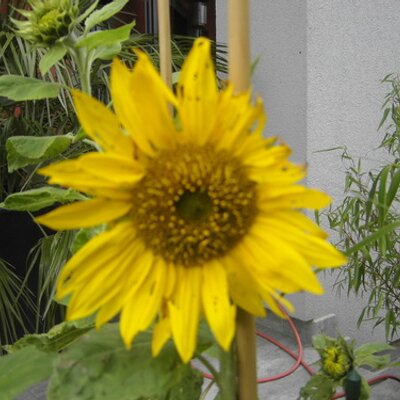 Profile Picture of Dan MERTENS (@JullsDan) on Twitter