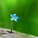 Profile Picture of Melanie Dickson (@manning75md) on Pinterest