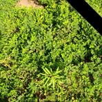 Profile Picture of Shareef Umar Gulle (@Shareef-Umar-Gulle) on Facebook