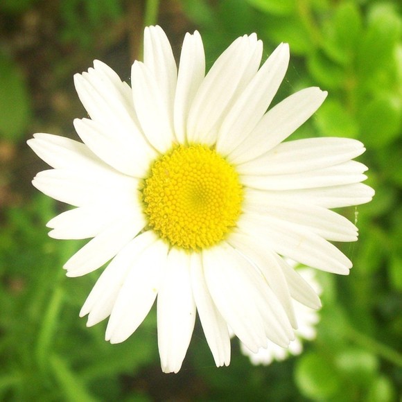 Profile Picture of Denise Theroux (@psa126_3) on Poshmark