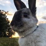 Profile Picture of Margaret 💕 (@maggythebunny) on Instagram