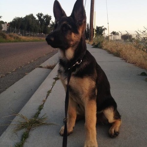 Profile Picture of Vincent De Ciutiis (@vinnydeginnie) on Myspace