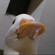 Profile Picture of Benjamin Bernier (@magicalduck_3769) on Youtube