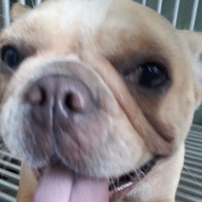 Profile Picture of Dave Delfin (@Delfin85550715) on Twitter
