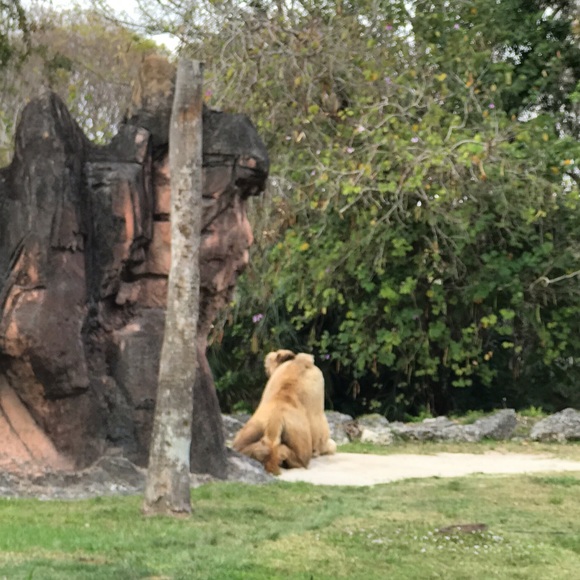 Profile Picture of Isabella Torrez (@isabellaxo3) on Poshmark