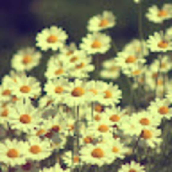 See Xiong - Poshmark Profile Picture of See Xiong (@xiongmaisee59) on Poshmark