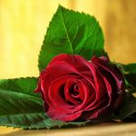 Profile Picture of Rawan (@rowan_alkhatib) on Instagram