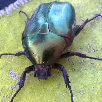 Profile Picture of Nick Sal (@kanelos13) on Twitter