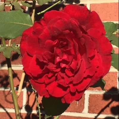 Profile Picture of Bob Duffell-hoffman (@BobDuffell) on Twitter