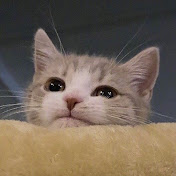 Profile Picture of Rosa Lin (@rosalin8968) on Youtube