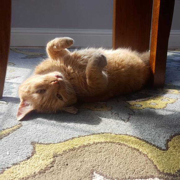 Profile Picture of Rowan Smith (@rosebudded) on Poshmark