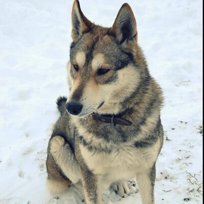 Profile Picture of Bob Crouse (@EMSat60) on Twitter