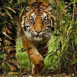 Profile Picture of a. joseph torrres (@a.joseph_torres) on Instagram