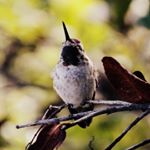 Profile Picture of Tara Frostick-Eitelbuss (@tmfe.photograph) on Instagram