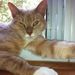 Profile Picture of Dawn Bender Wivell (@dwivell) on Pinterest