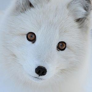 Profile Picture of Ms Polar Fox (@daylight_clover) on Twitter