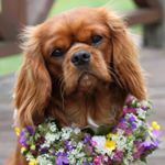 Profile Picture of Milton The Cavalier (@cavalier_king_milton) on Instagram