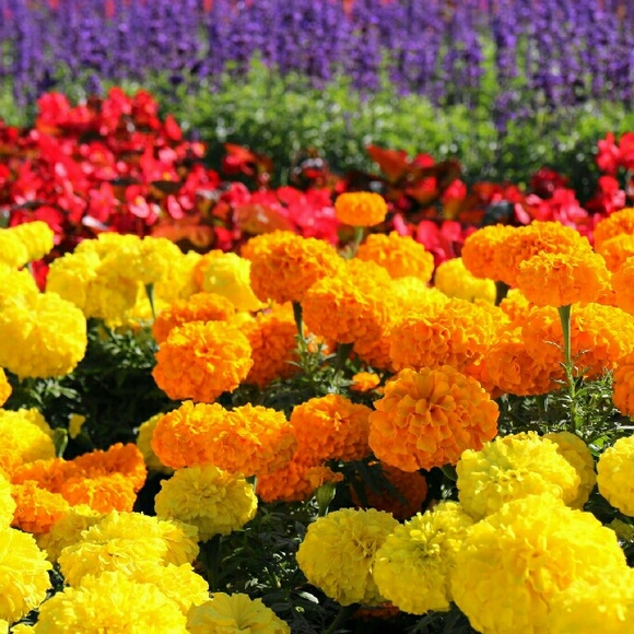 Profile Picture of Brianna Staszak (@stasbl) on Poshmark