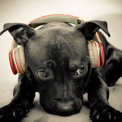 Profile Picture of James Cavaliere (@j_cavaliere) on Twitter