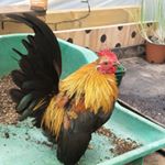 Profile Picture of carla hannam (@bumble_the_small_cockerel) on Instagram