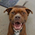 Profile Picture of Buddy (@buddytotherescue2017) on Instagram