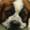 Profile Picture of Gene Beck (@gene jacob) on Flickr