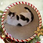 Profile Picture of Denise Lundquist (@denisebrianandcats) on Instagram