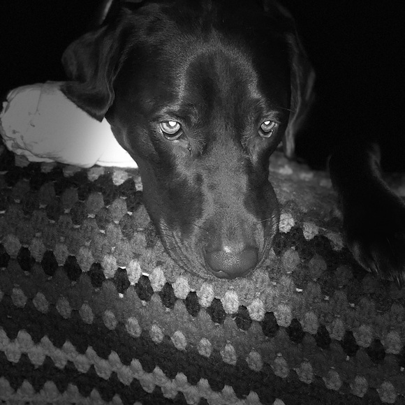 Profile Picture of Lori Wambold (@lexismom2019) on Poshmark