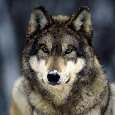 Profile Picture of Stephen Kovach (@Kovach_Stephen) on Twitter