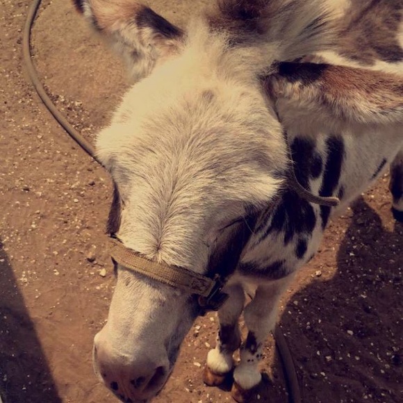 Profile Picture of Chilly Manatee (@dachshund1235) on Poshmark