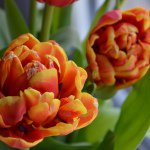 Profile Picture of Dana (@antlantis77) on Instagram