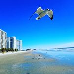 Louise Bradford Blanks - Instagram Profile Picture of Louise Bradford Blanks (@louisebradfordblanks) on Instagram