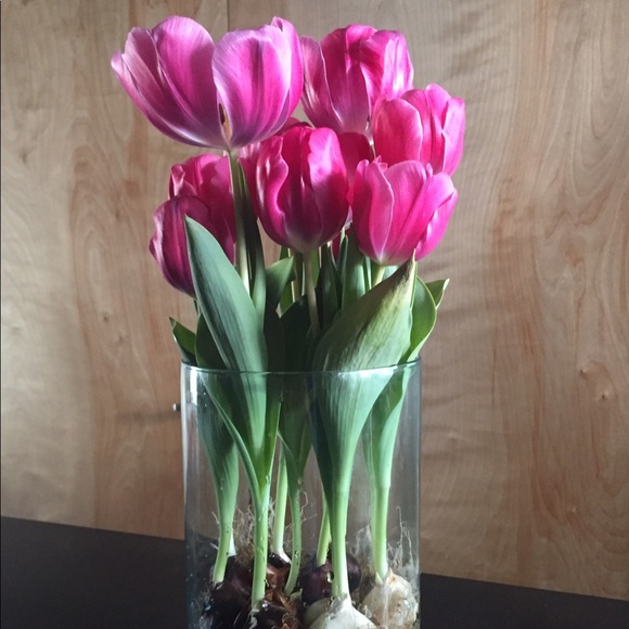 Cynthia Alcoba - Poshmark Profile Picture of Cynthia Alcoba (@calcoba5) on Poshmark