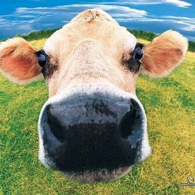 Profile Picture of Sum Chan (@SumChan) on Twitter