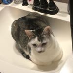 Profile Picture of Sean Roman (@thecaesarzeppeli) on Instagram