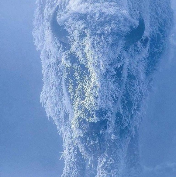 Profile Picture of Lisa Burroughs (@lab97z69) on Poshmark