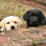 Profile Picture of Phoebe and Quinn (@phoebeandquinn) on Instagram