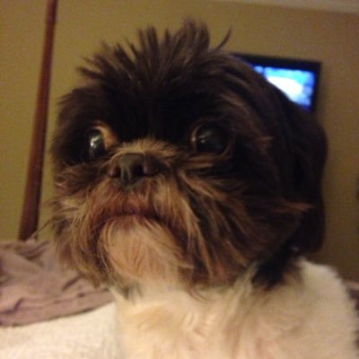 Profile Picture of Lori Mccarty (@ljeangirl) on Twitter