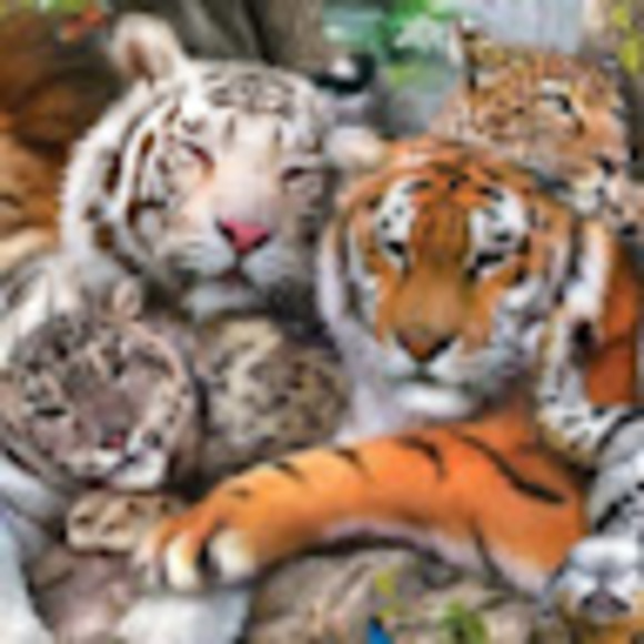 Profile Picture of Angie Policano (@apolicano3) on Poshmark